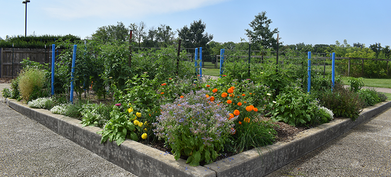 Community garden plot filled with colorful flowers and organic produce.